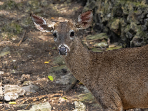 Fototapeta Naklejka Na Ścianę i Meble -  White tailed deer, Odocoileus virginianus nelsoni, this subspecies lives only in Central America, Guatemala