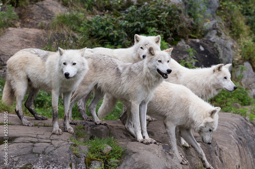 Fototapeta Naklejka Na Ścianę i Meble -  Pack of five adult arctic wolves standing on rocks looking in different directions