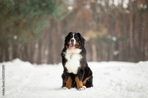 bernese mountain dog in winter forest