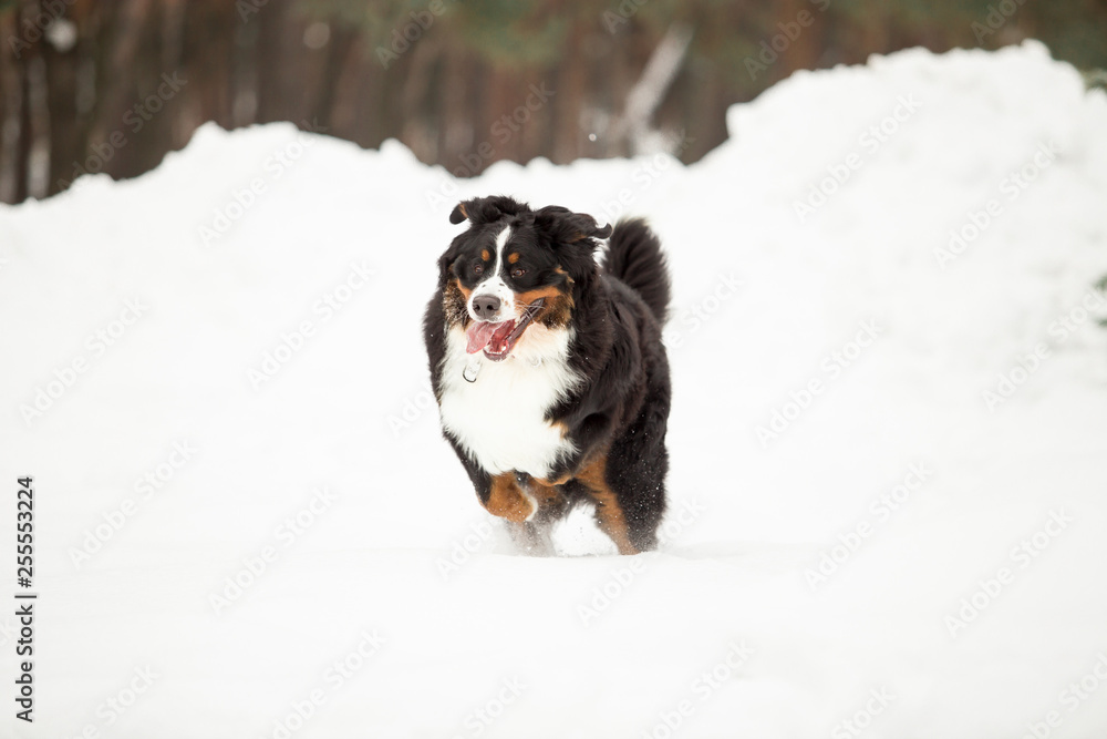 bernese mountain dog in winter forest