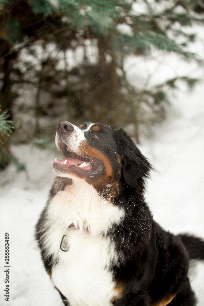 bernese mountain dog in winter forest