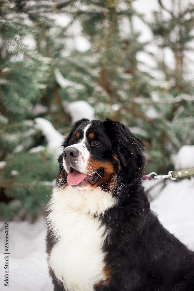 bernese mountain dog in winter forest