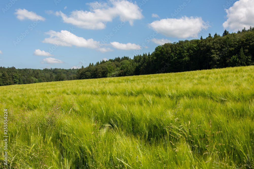 Fototapeta premium kornfeld