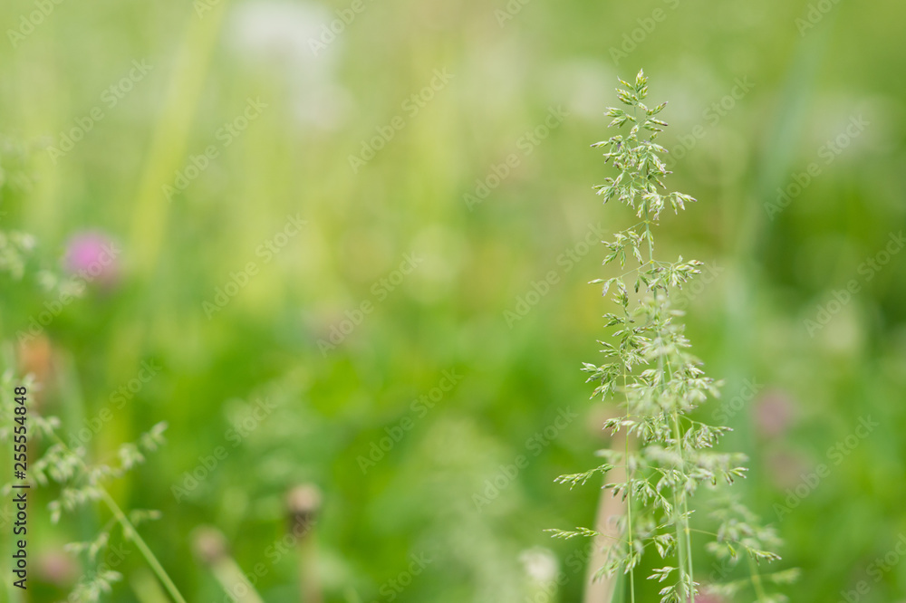 Summer meadow Summer meadow