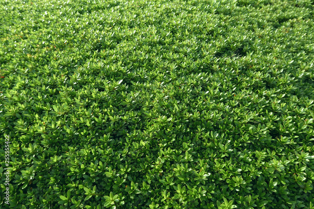 生い茂る草 生い茂る草