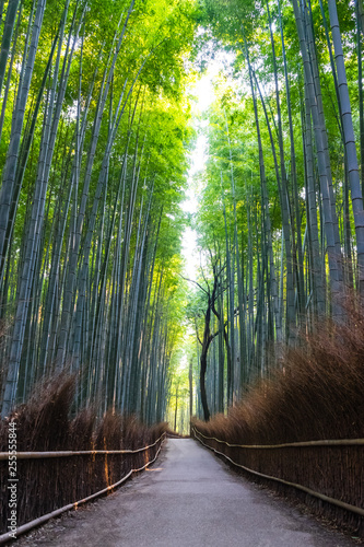 Bamboo forest of Arashiyama at Kyoto  Japan