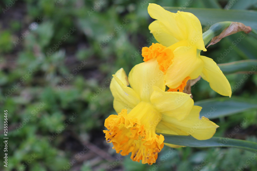 bright yellow flower bright yellow flower