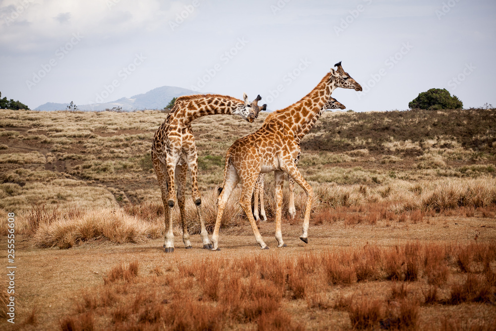 Φωτογραφία Giraffes (Camelopardalis) family walking in Ngorongoro national park, Tanzania