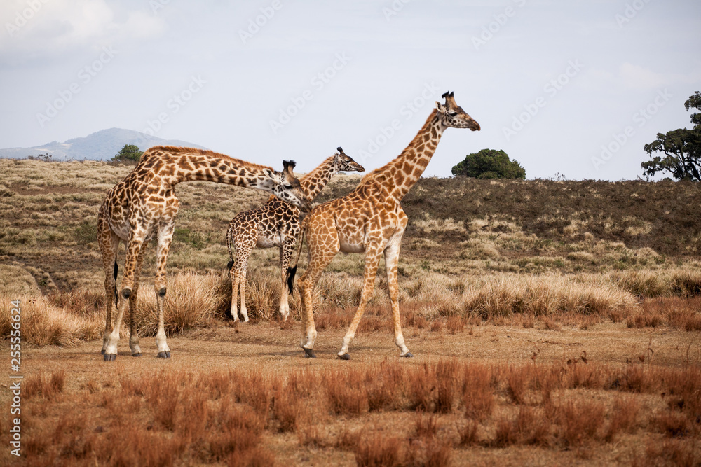 Obraz premium Giraffes (Camelopardalis) family walking in Ngorongoro national park, Tanzania