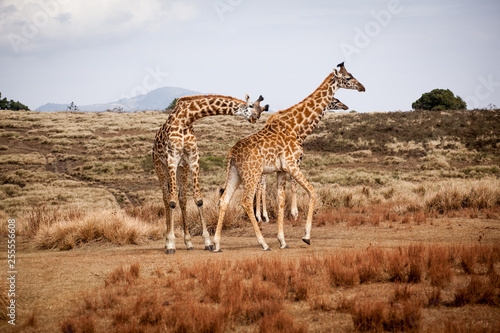 Giraffes (Camelopardalis) family walking in Ngorongoro national park, Tanzania