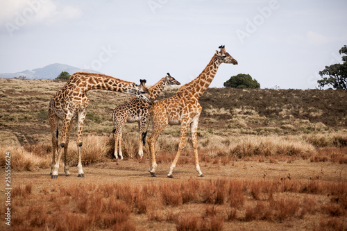 Giraffes  Camelopardalis  family walking in Ngorongoro national park  Tanzania