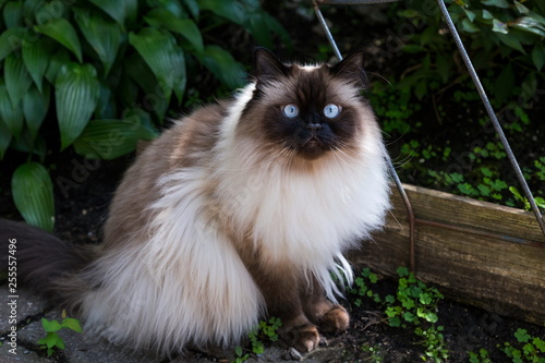 Chocolate point doll-faced himalayan cat with light blue eyes sitting in garden staring intently