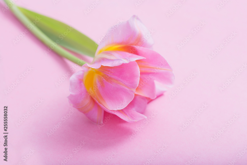 beautiful pink tulips on pink paper background