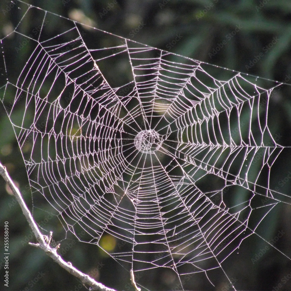 Telaraña ingenieria natural Telaraña ingenieria natural