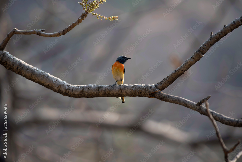 Small minivet, Pericrocotus cinnamomeus, Sinhagad valley, Pune district, Maharashtra, India. Small minivet, Pericrocotus cinnamomeus, Sinhagad valley, Pune district, Maharashtra, India.