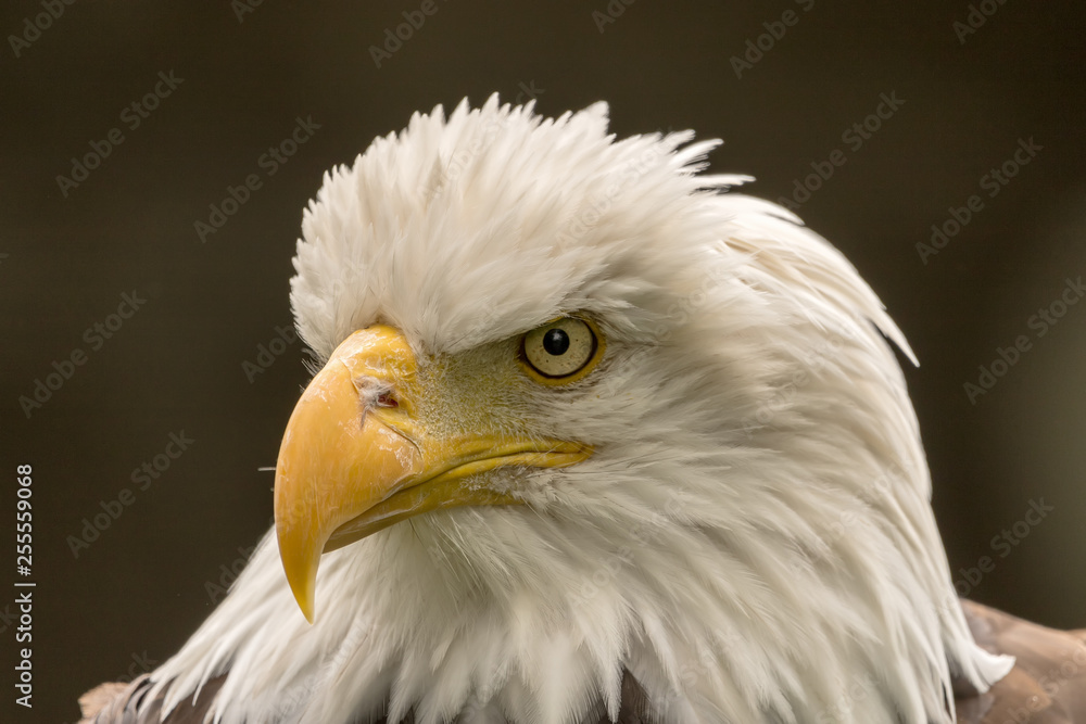 Closeup of a Bald Eagle Closeup of a Bald Eagle