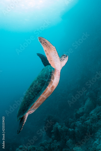Green turtle in the Red Sea
