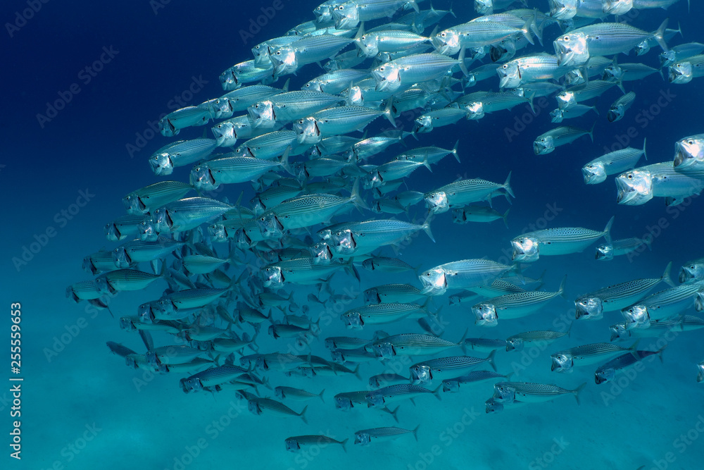 Quadro su tela Mackerel school feeding