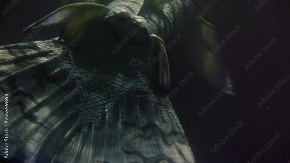 close-up of the mermaid tail under water in motion, a woman instead of legs bright fin. Fantastic as in a fairy tale underwater creation close-up of the mermaid tail under water in motion, a woman instead of legs bright fin. Fantastic as in a fairy tale underwater creation