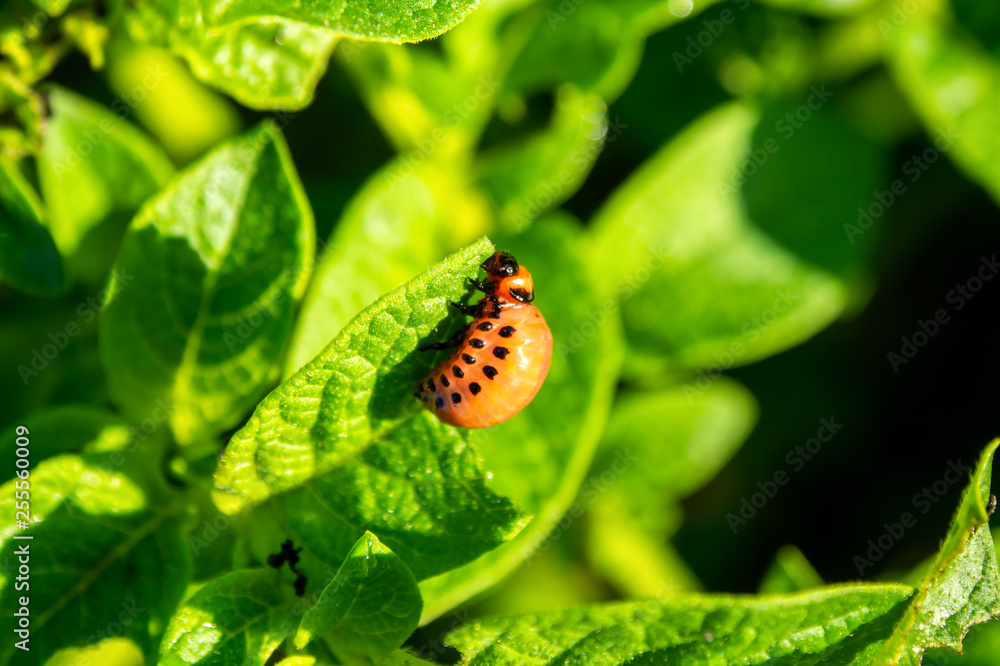 Potato bug larva is feeding upon young green leaves of a potato plant. Dangerous pest destroying crops. Potato bug larva is feeding upon young green leaves of a potato plant. Dangerous pest destroying crops.