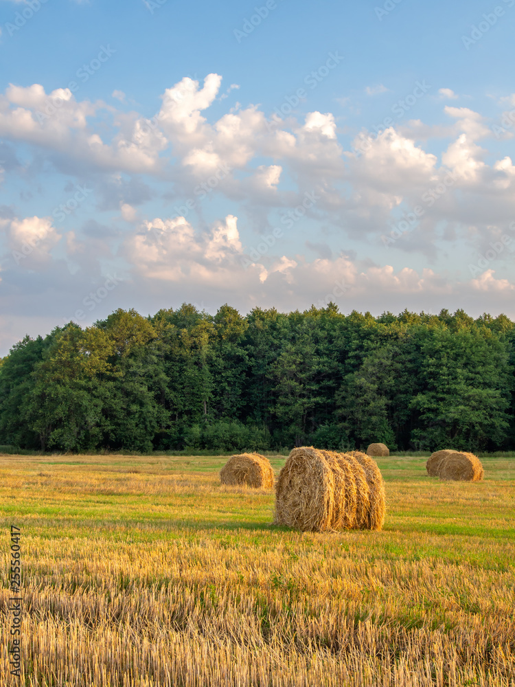 Bales of straw in the field in front of a forest under blue sky with clouds