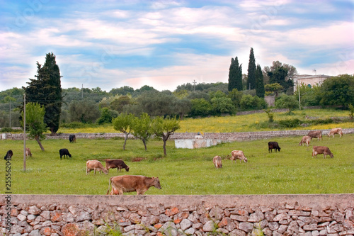 Rural pasture. Italy