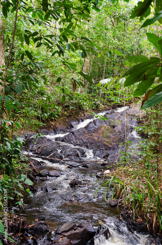 water running amidst black stones within intense vegetation.