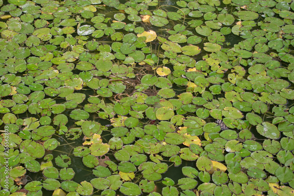 background of green lotus leaves floating in the water background of green lotus leaves floating in the water