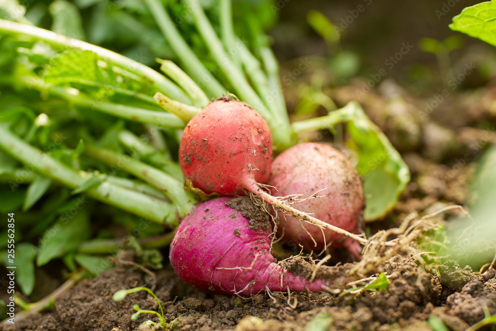 Closeup of radishes on the ground Closeup of radishes on the ground