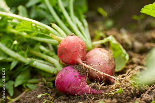 Closeup of radishes on the ground