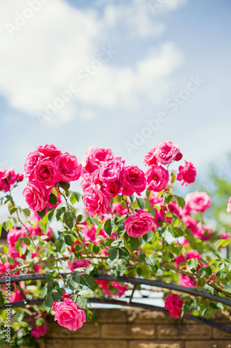 beautiful blooming roses