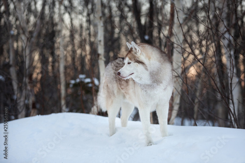 Gorgeous  adorable and free Siberian Husky dog standing on the snow path in the winter forest at sunset.