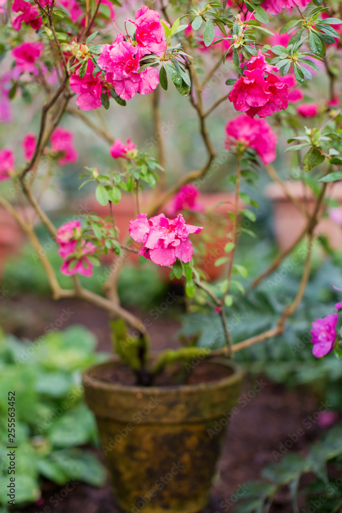 azalea flower in flower pot azalea flower in flower pot