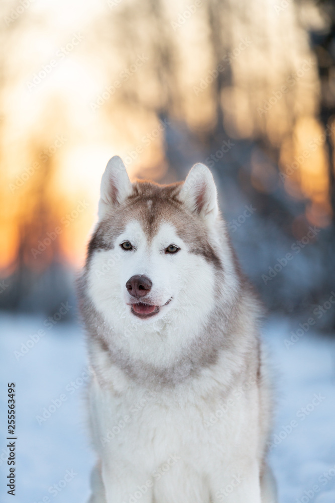 Beautiful, happy and cute Siberian Husky dog sitting on the snow path in the winter forest at sunset.