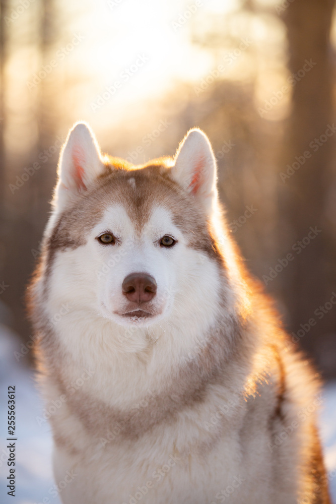 Cute, beautiful and happy Siberian Husky dog standing on the snow path in the winter forest at sunset.