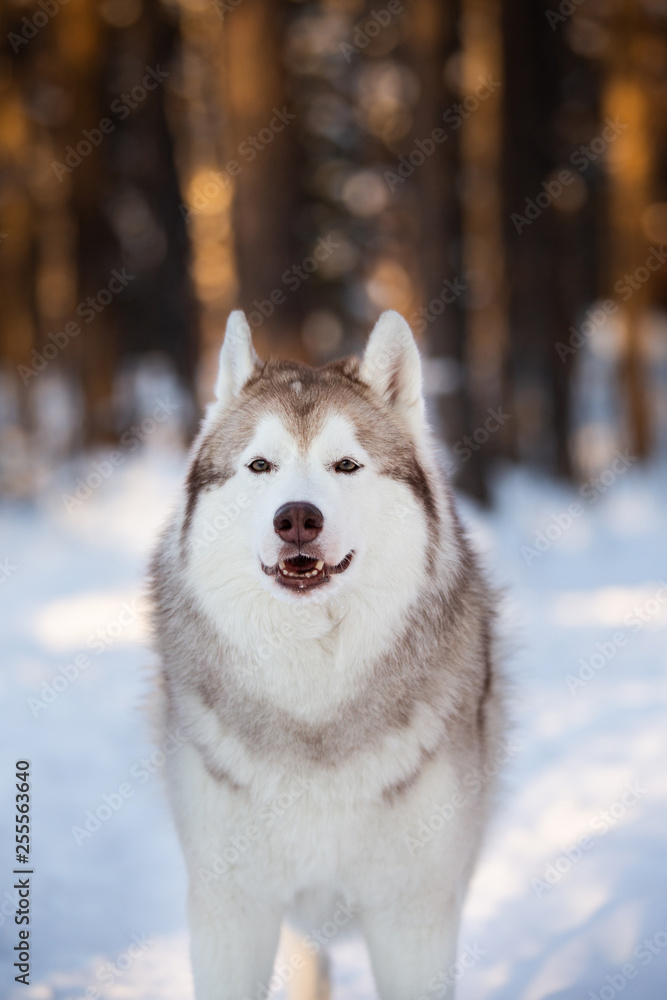 Gorgeous, beautiful and happy Siberian Husky dog standing on the snow path in the winter forest at sunset.