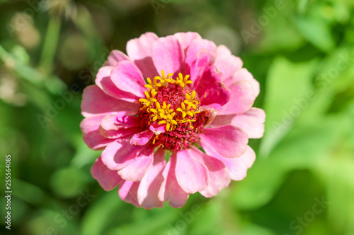 pink flower in garden