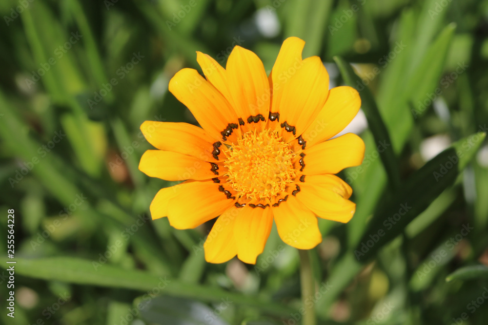 flower on green background of grass flower on green background of grass