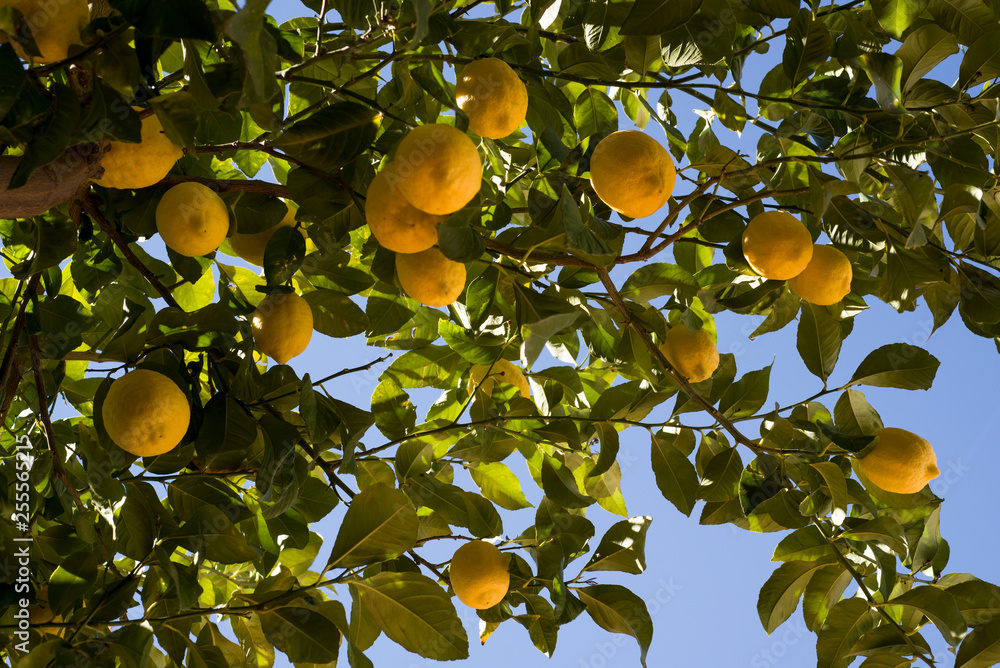ripe yellow lemons on branches