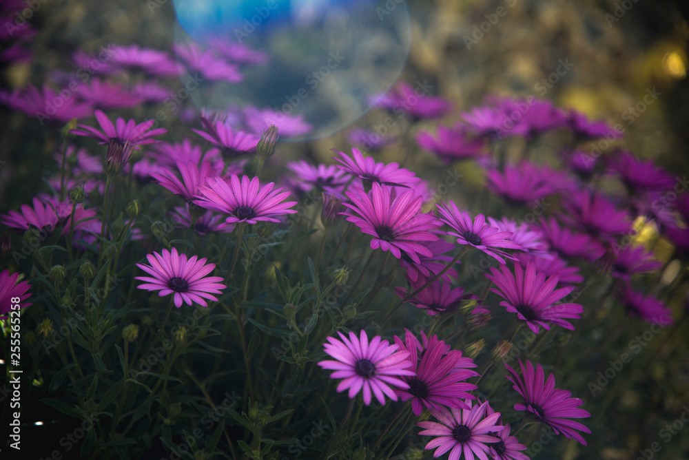 Obraz premium daisies in the garden with the first rays of sun