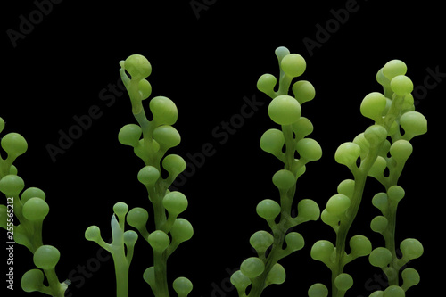 Caulerpa racemosa isolated on black background. photo