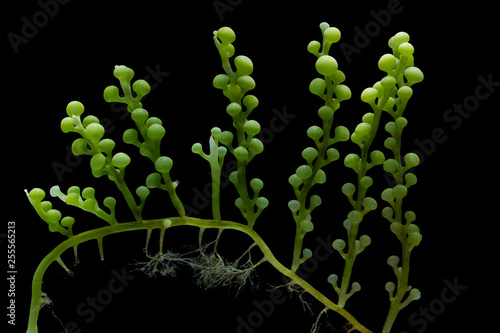 Caulerpa racemosa isolated on black background.