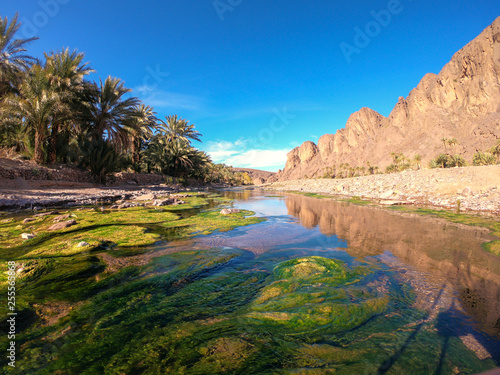 Beautiful Desert oasis landscape in Oasis De Fint near Ourzazate in Morocco, North Africa