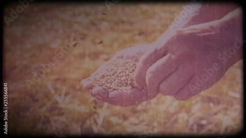 Wheat in the hands of a farmer. Man checks the harvest. Working hands, rough skin. Hard work of a farmer. Archival video, vintage, retro. Vintage frames. Memory. Many years ago
