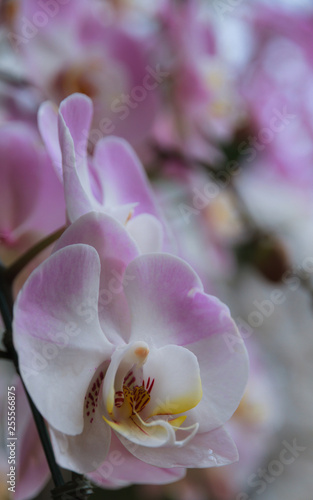 Beautiful pink orchid, Vanda denisoniana flower. photo