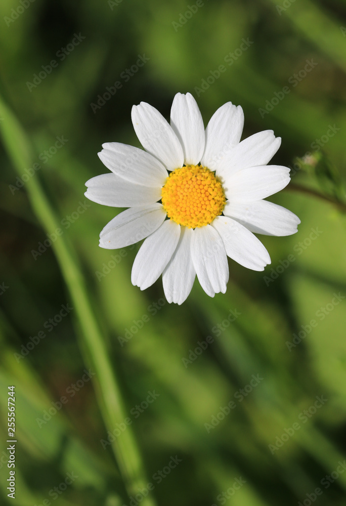 Obraz premium daisy in the grass