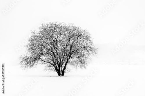 tree in snow