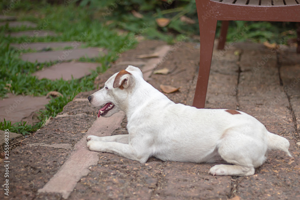 Portrait of white dog On the floor brown brick