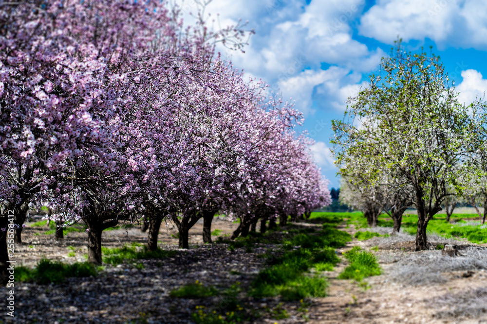 Fototapeta premium Almond gardens, Almond orchard in bloom, Judea plains Israel