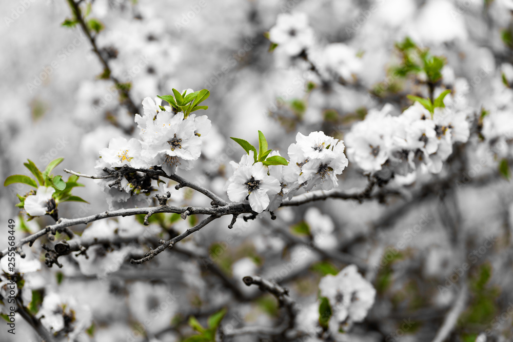 Almond gardens, Almond orchard in bloom, Judea plains Israel Almond gardens, Almond orchard in bloom, Judea plains Israel